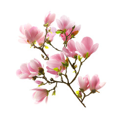 Beautiful blooming magnolia flowers on white background