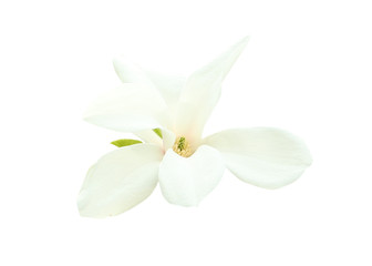 Naklejka na ściany i meble Beautiful blooming magnolia flower on white background