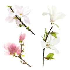 Set of different beautiful magnolia flowers on white background