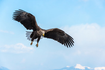 Adult White-tailed eagle in flight. Sky  background. Scientific name: Haliaeetus albicilla, Ern, erne, gray eagle, Eurasian sea eagle and white-tailed sea-eagle.