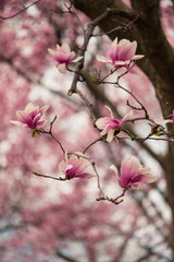 pink magnolia flower on a branch in the spring