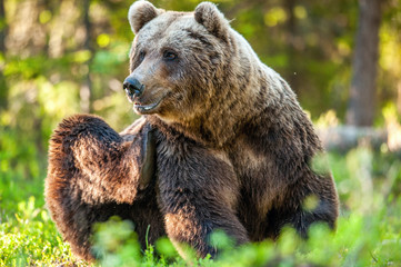 Obraz na płótnie Canvas Wild Brown bear (ursus Arctos) in the summer forest. Green forest natural background.