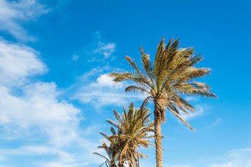 Obraz na płótnie Canvas palm trees against blue clear sky beautiful tropical island