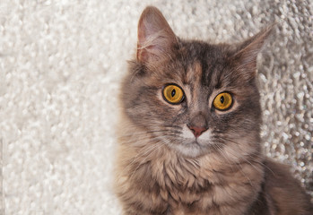 Obraz premium Wonderful, gray, long-haired cat on a silvery shiny background