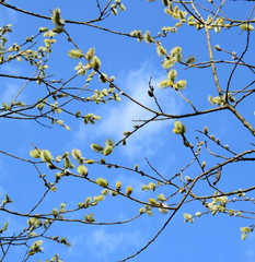 Weidenkätzchen einer Palmweide im Frühjahr