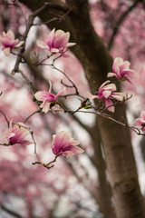 pink magnolia flower on a branch in the spring