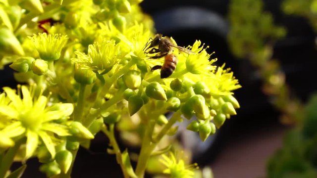 Close up macro shot of killer bee or honeybee pollinating yellow flowers