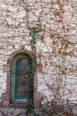 Creeping Vine Covered Wall with Window