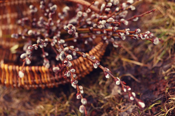willow branches in the wicker basket  on the grass standing  in the spring snowy garden/ Easter or spring background