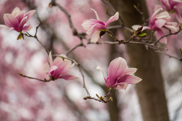 pink magnolia flower on a branch on the spring