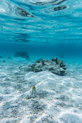 Fototapeta na wymiar Tahiti Snorkel