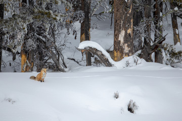 Red Fox in snow taken in yellowstone National Park