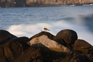 Seagulls on the seashore