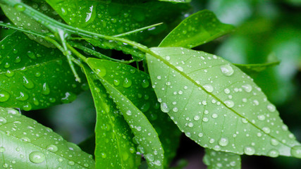 morning dew on the leaves of orange trees