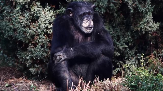Chimpanzee sitting around.
