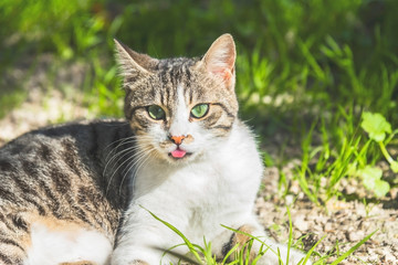 A lovely female cat stick her toungue  out, close up