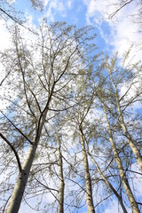 Weiße Birken vor blauen Himmel im Frühling