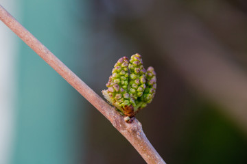 Green mulberry, Morus fruits. growth of plants in spring. Fruit tree with young fruits. Future harvest.