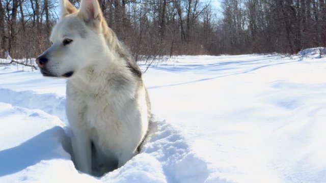 Slow panning shot of a husky wolf sitting in the snow.