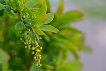 Obraz premium branch of european barberry berberis vulgaris with flowers in spring. Fruit tree with young fruits.