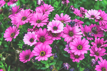 Purple daisies in the garden, outdoor, close up. Spring season photography