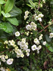 arbuste à fleurs blanches au printemps 