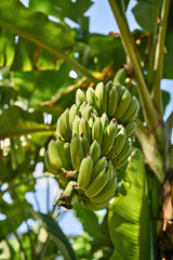 Banana tree with bunches of green fruit on sunny background