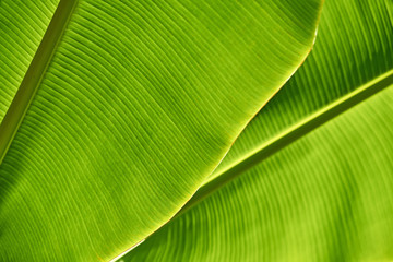 Closeup photo of textured green banana tree leaves outdoors