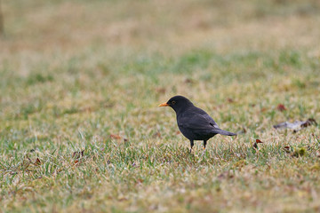 The common blackbird, also called Eurasian blackbird, Turdus merula, is a species of true thrush, in the spring looking for some worms or insects in the grass on garden.