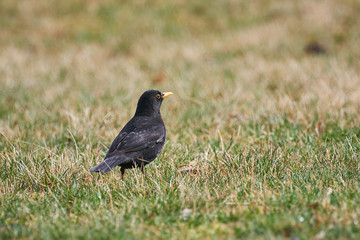The common blackbird, also called Eurasian blackbird, Turdus merula, is a species of true thrush, in the spring looking for some worms or insects in the grass on garden.
