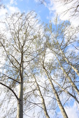 Weiße Birken vor blauen Himmel - Hintergrund
