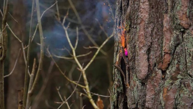 Slowmotion firework explosion on tree trunk.