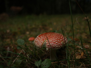 Mushroom peaking