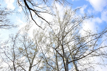 Baumkronen von mehreren weißen Birken