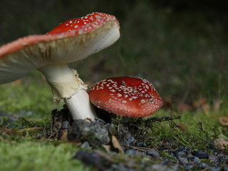 Couple of mushroom