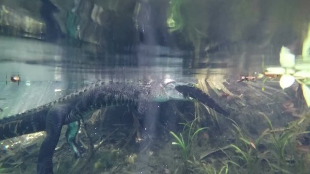 Alligators in Silver Springs Florida