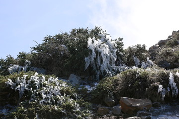 Klebriger Drüsenginster (Adenocarpus viscosus)
