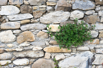 Detail view of an ancient stone wall in the village of Borgo Cervo in liguria Italy. Useful as a background.