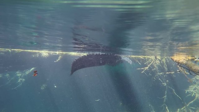 Alligators Underwater Clear and Blue
