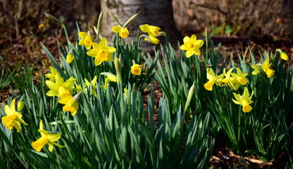 Narzissen und Osterglocken im Park vor einem Baum im Sonnenschein