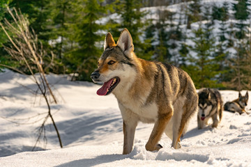 Naklejka premium Portrait of the wolfdog