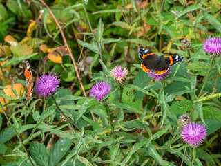 two butterflies sitting on flowers