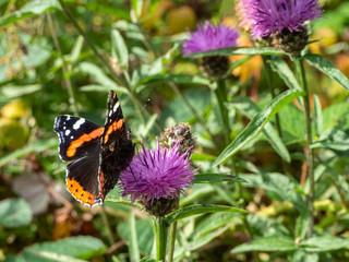 butterfly sitting on purple flower