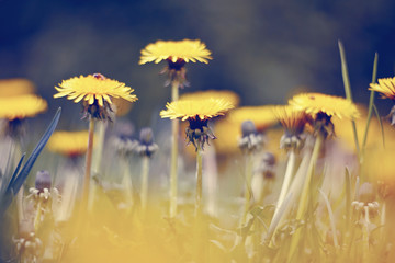 Yellow flowers of weed dandelions in the field.
