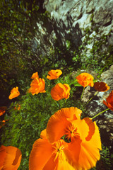 Wild flowers. Californian poppies blooming against stoned field boundary wall.