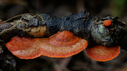 Close-up of Scarlet Bracket Fungus (Pycnoporus coccineus) growing on a fallen branch - NSW, Australia
