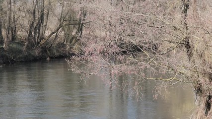 the beginning of spring. wild fast river among the thickets
