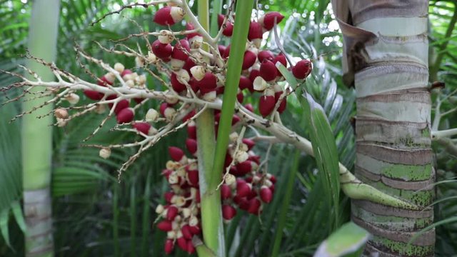 Veitchia Palm has beautiful red seeds but are poisonous.