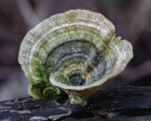 Close-up of Turkey Tail Mushroom (Trametes versicolor) growing on a fallen tree trunk - NSW, Australia