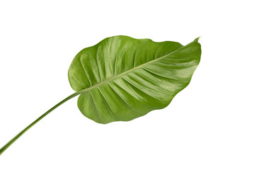 Green leaf isolated on white background.tropical leaves